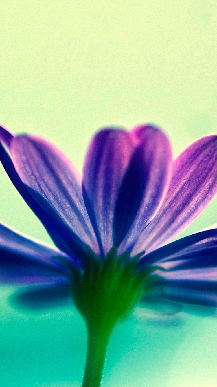 50+ Purple Flower Wallpaper for iPhone on WallpaperSafari
