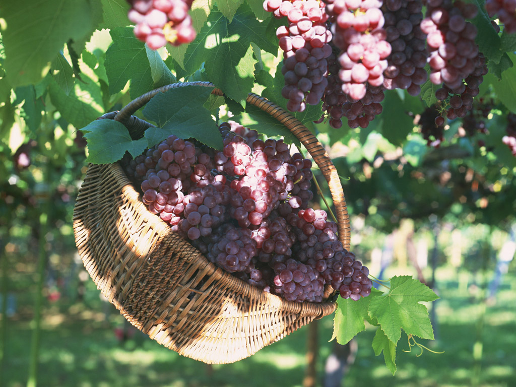 Fruit Photography Grapes Fresh In Vineyard Grape Clusters