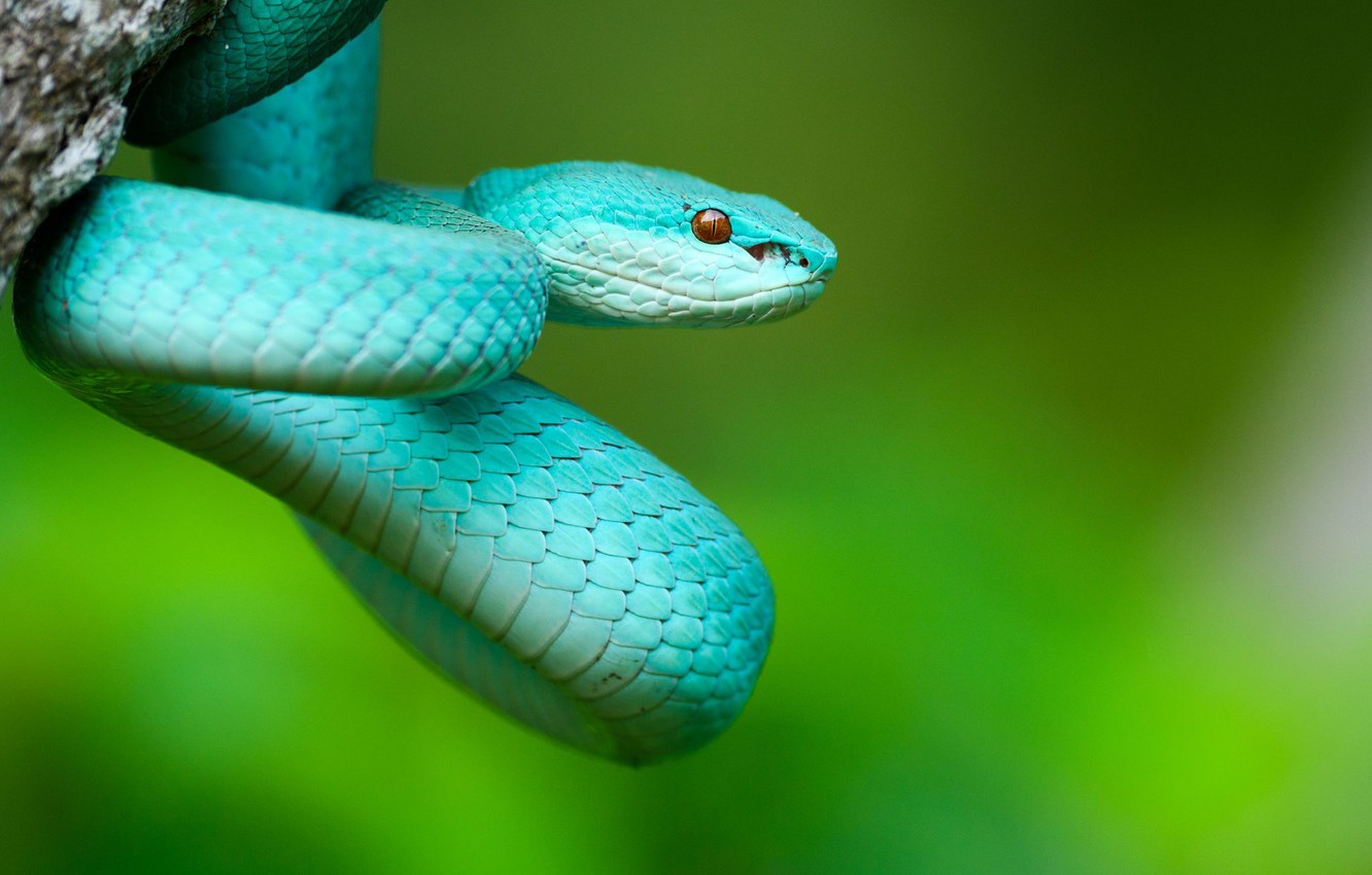 Wallpaper Nature Snake Costa Rica Image For Desktop Section