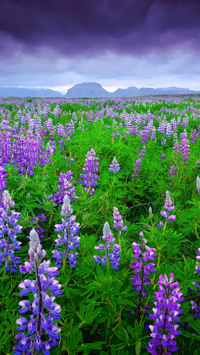 Iceland Lavender Fields Purple Flowers iPhone 5s 5c Wallpaper
