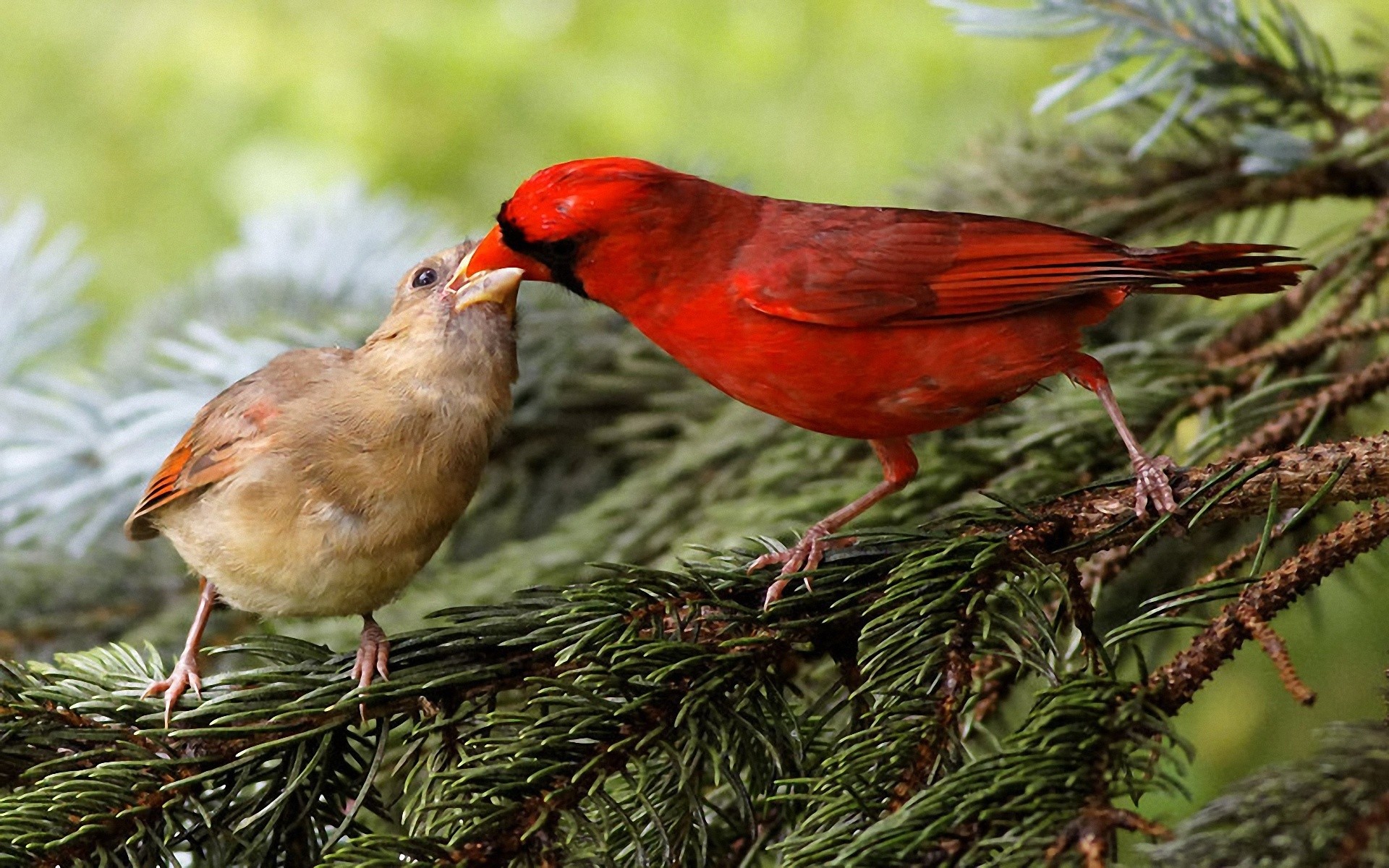 Birds Wildlife Cardinal Wallpaper Background