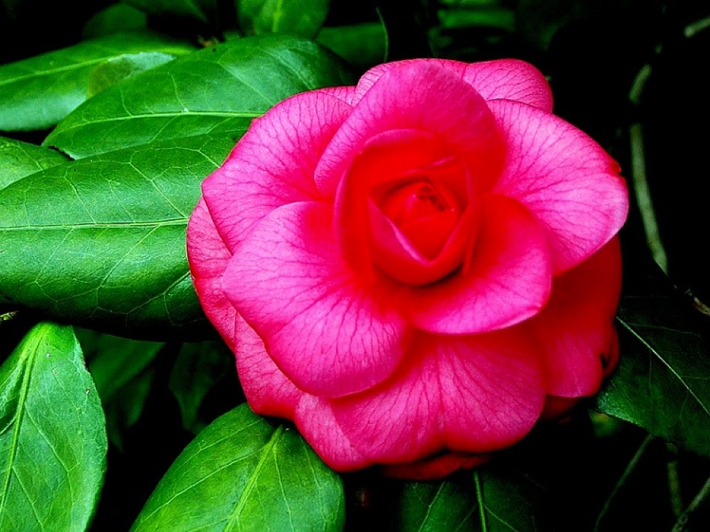 Alabama State Flower Camellia