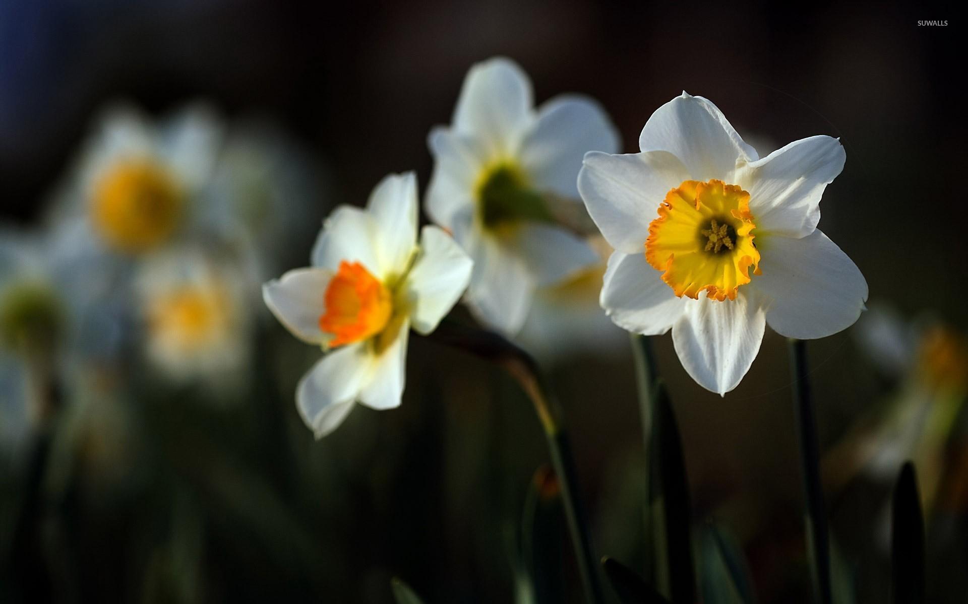 Free download Daffodil wallpaper Flower wallpapers 10883