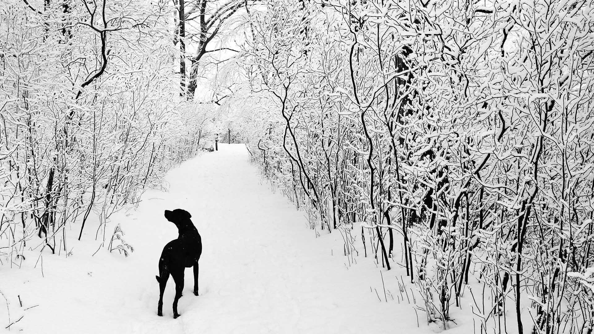 Black Dog And White Snow Wallpaper