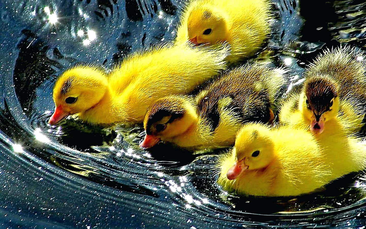 Baby Duck Background Wallpaper