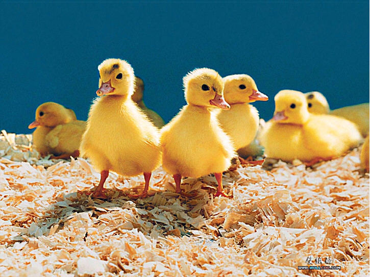 Baby Animals Image Ducks HD Wallpaper And Background Photos