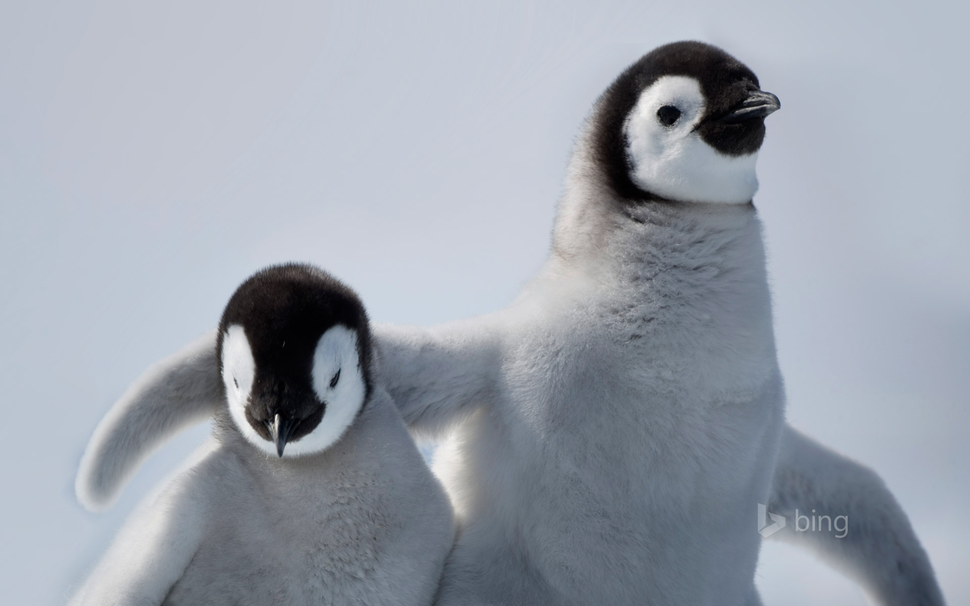 Cute Baby Penguins