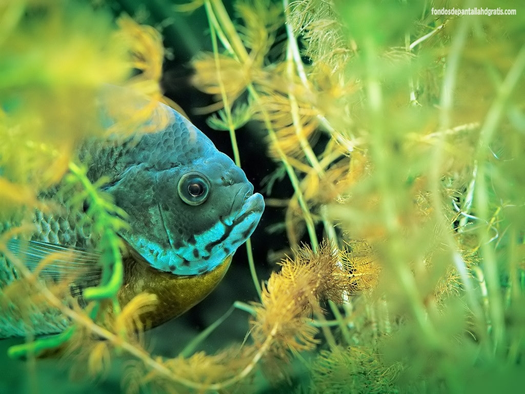 Freshwater Tropical Fish Desktop Wallpaper HD Widescreen Gratis