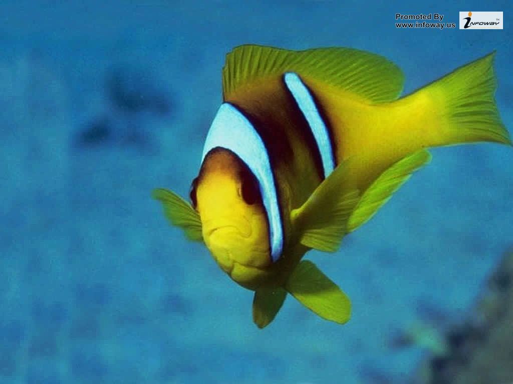 HD Wallpaper Fish That Moves Tropical