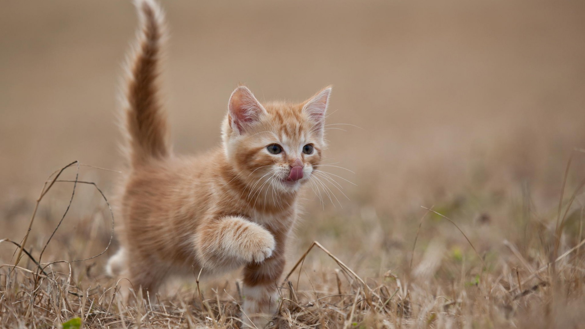 An adorable ginger kitten takes its first steps in a field of dry grass. Its tail is held high, and it has a curious expression