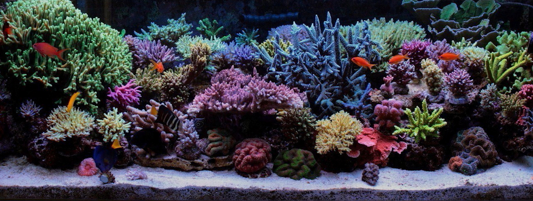 Reefkeeping Magazine Tank Of The Month