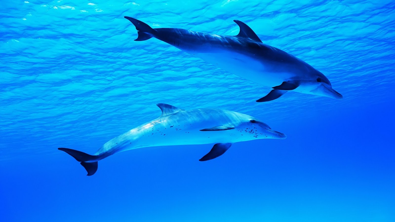 Cá heo: Hãy chiêm ngưỡng vẻ đẹp của những chú cá heo nhảy múa thật sự đầy mê hoặc trong lòng đại dương. Chúng có thể mang lại cho bạn một bầu không khí lãng mạn và tình yêu đầy muôn màu phiêu lãng. Hãy click ngay để xem những hình ảnh đầy thần kinh này.