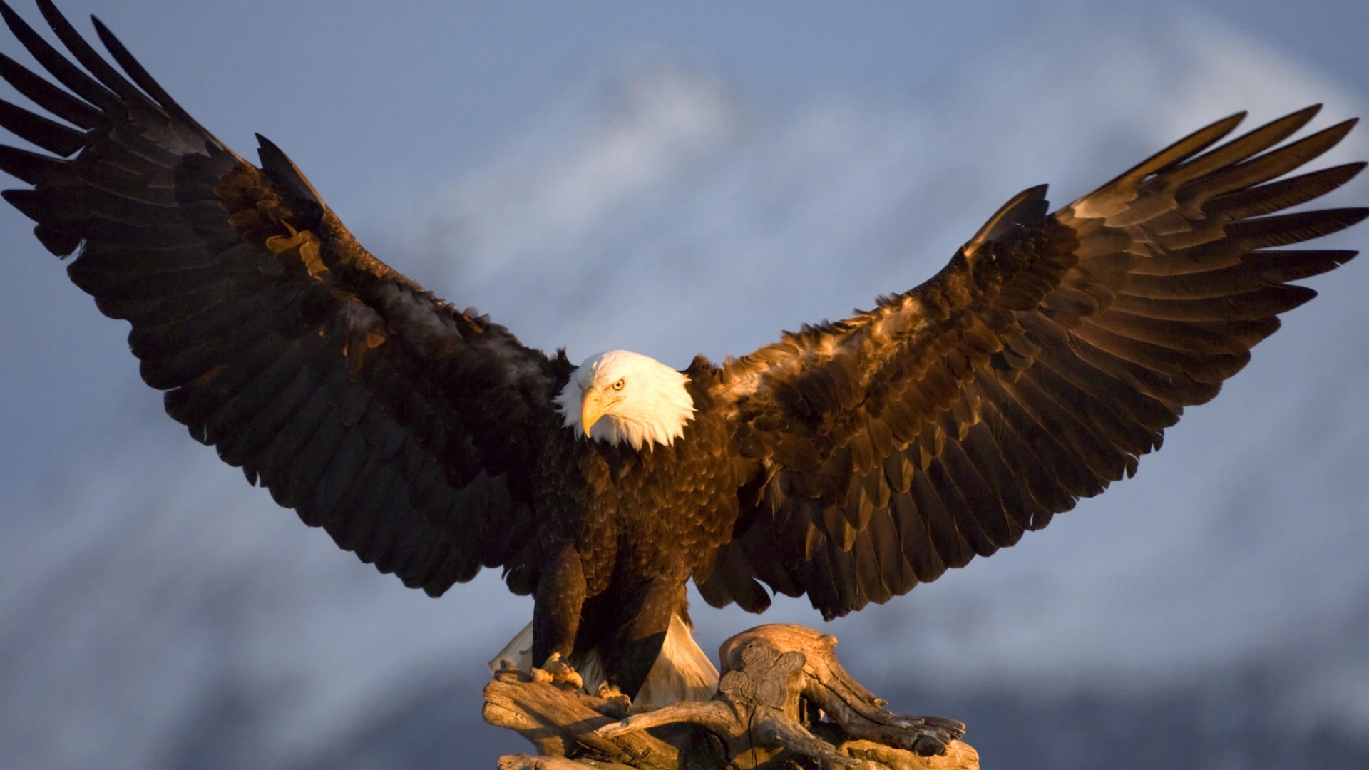 Bald Eagle HD Wallpaper Pictures Image Background Photos
