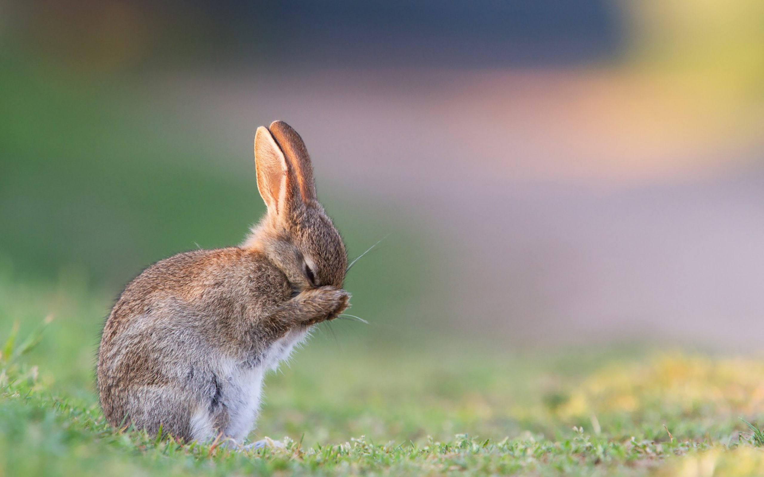 Cute Sad Rabbit Wallpaper HD Of Animal