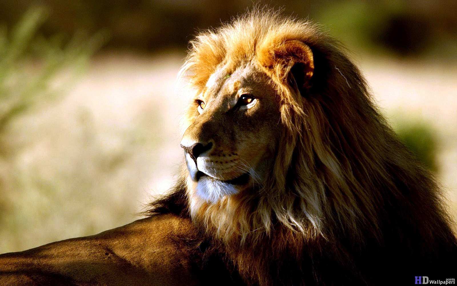 HD Lion Desktop Wallpaper