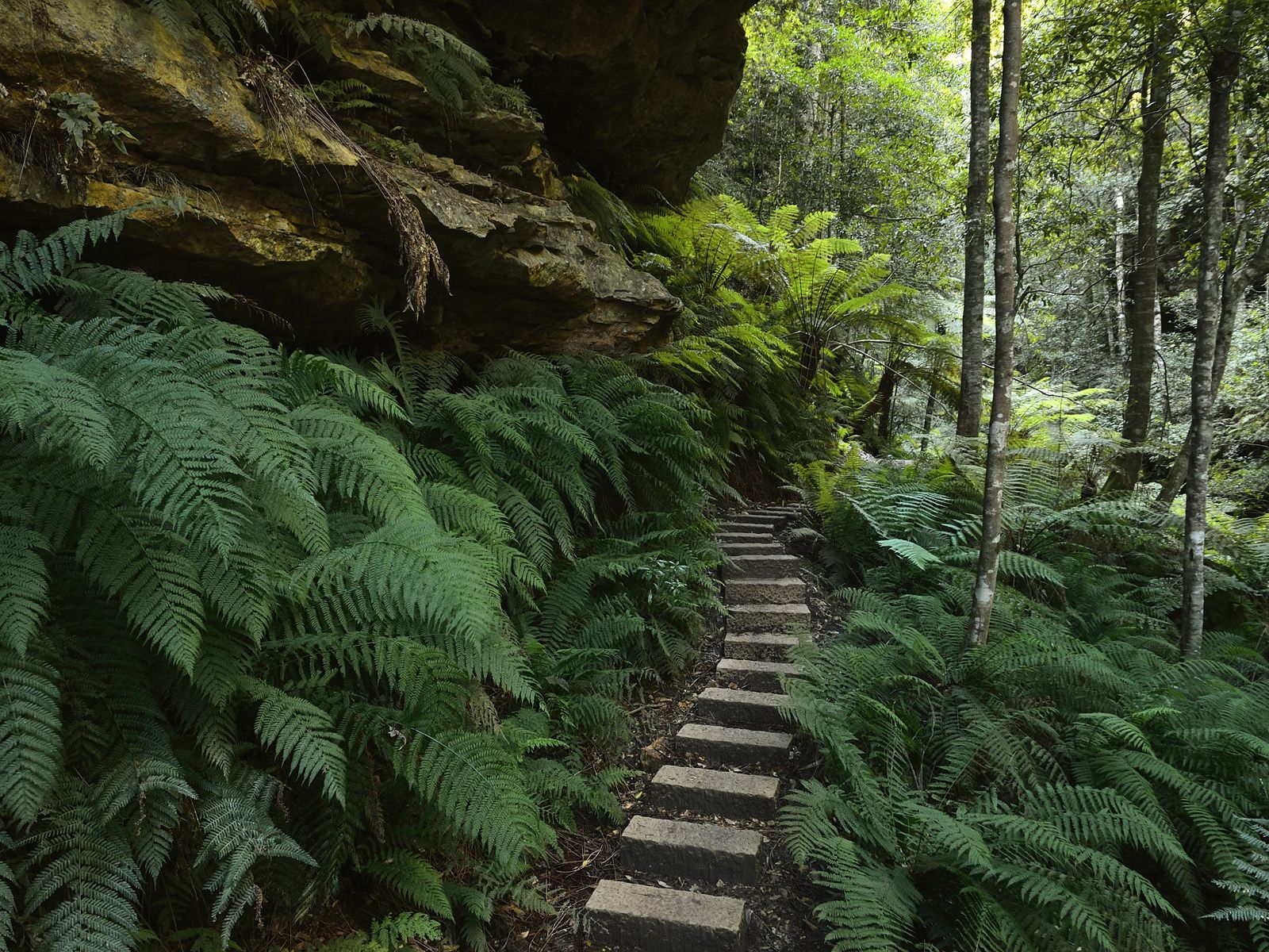 Blue Mountains National Park New South Wales Australia Wallpaper