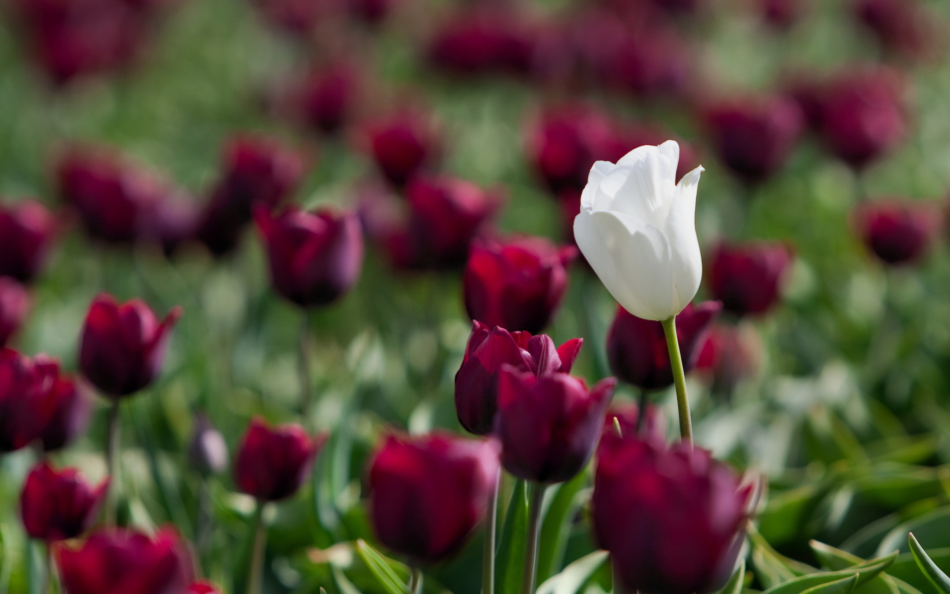 White And Red Tulips Wallpaper Image Pictures