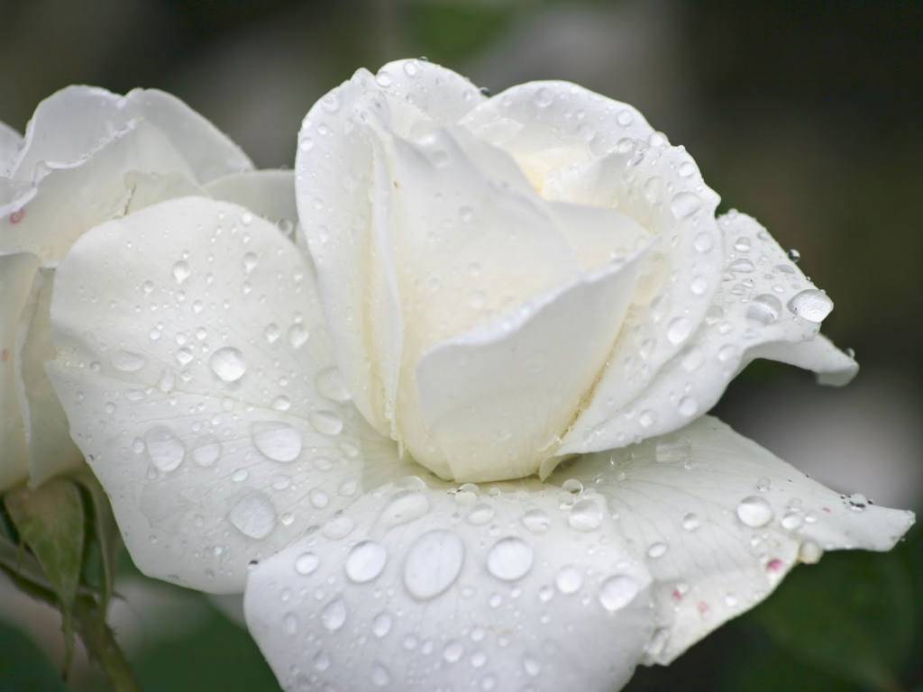 White Rose Wallpaper