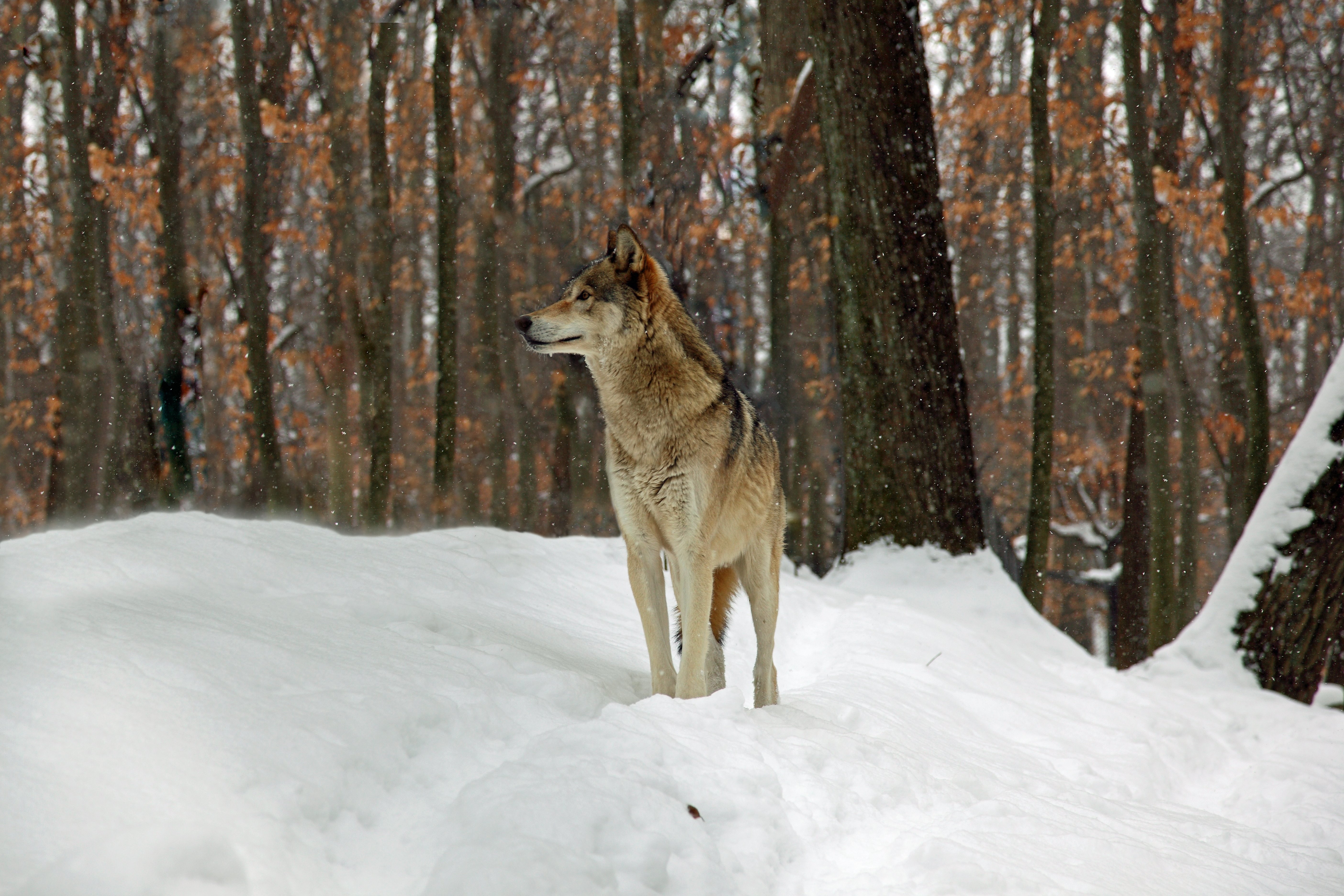 File Timber Wolf West Virginia Forestwander Jpg Wikimedia