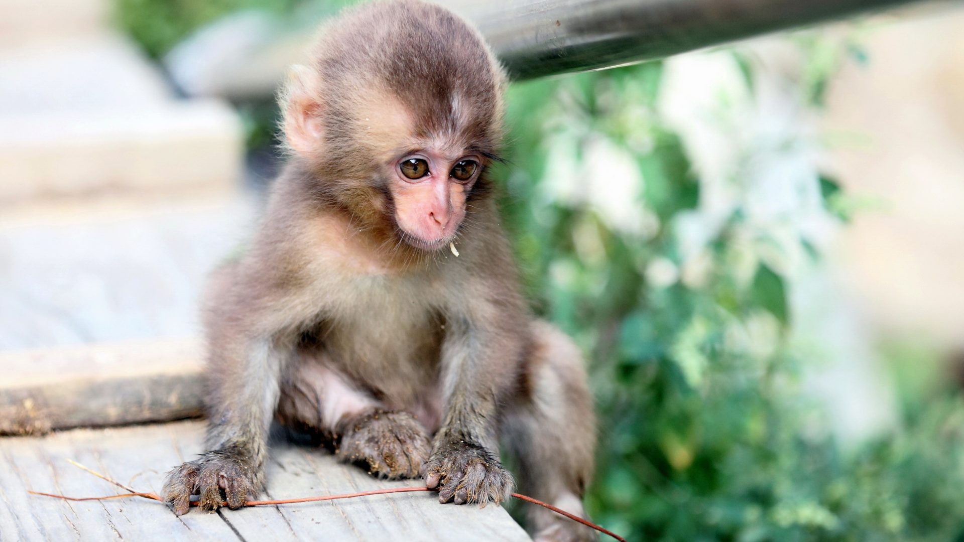 Small Cute Monkey Hd Wallpapers For Mobile Phones And