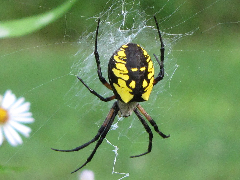 Black And Yellow Spider Background Wallpaper HDblackwallpaper