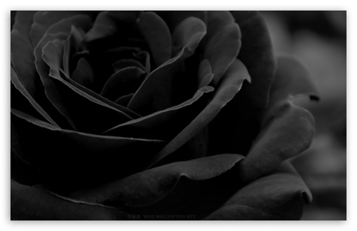 Black Rose HD Desktop Wallpaper Widescreen High Definition