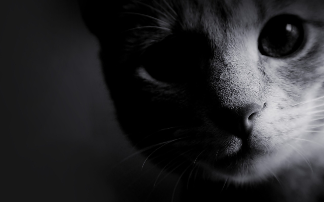 Cat Close Up Monochrome Desktop Pc And Mac Wallpaper