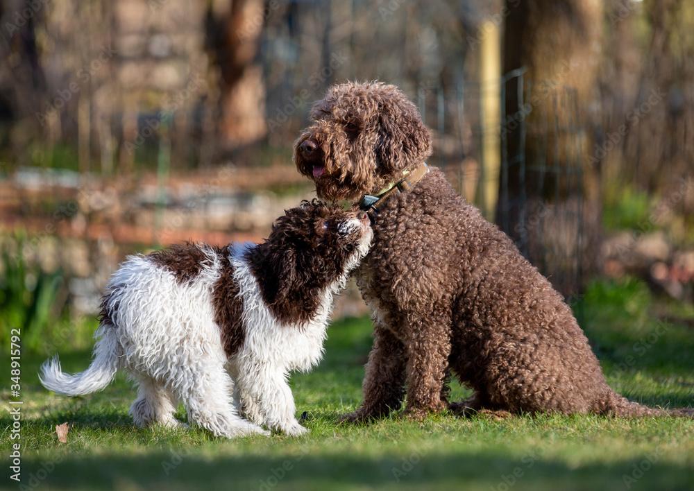 Free download Puppy dog playing outdoors The dog breed is Lagotto ...