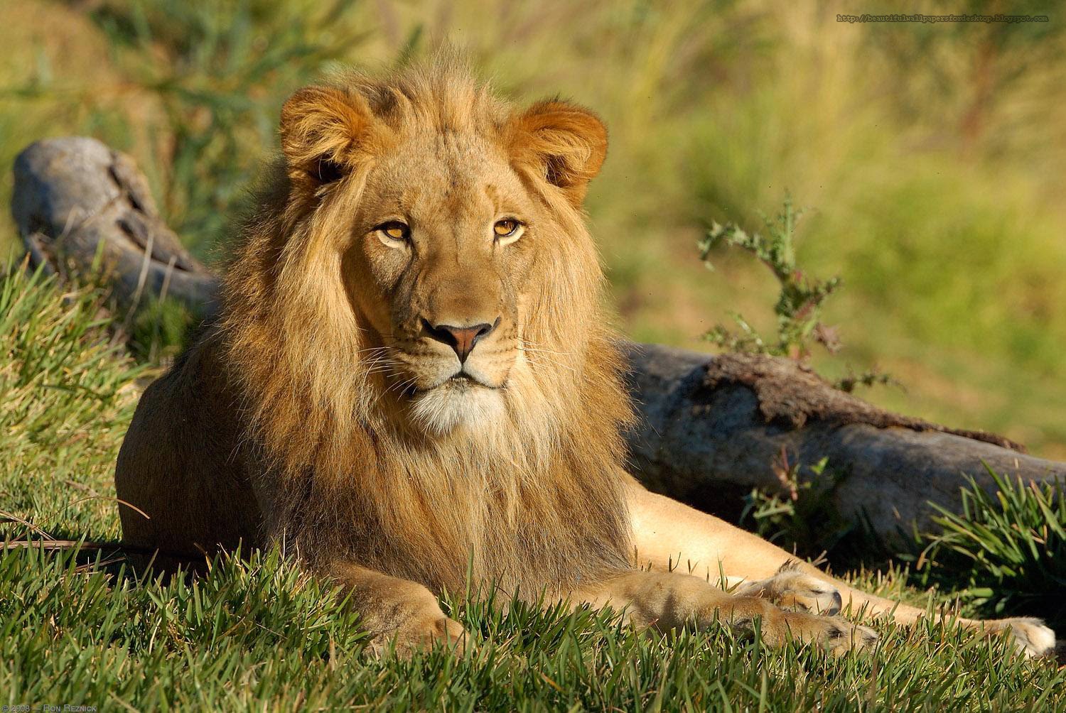 Majestic Male Lion Resting in Grassy Savanna