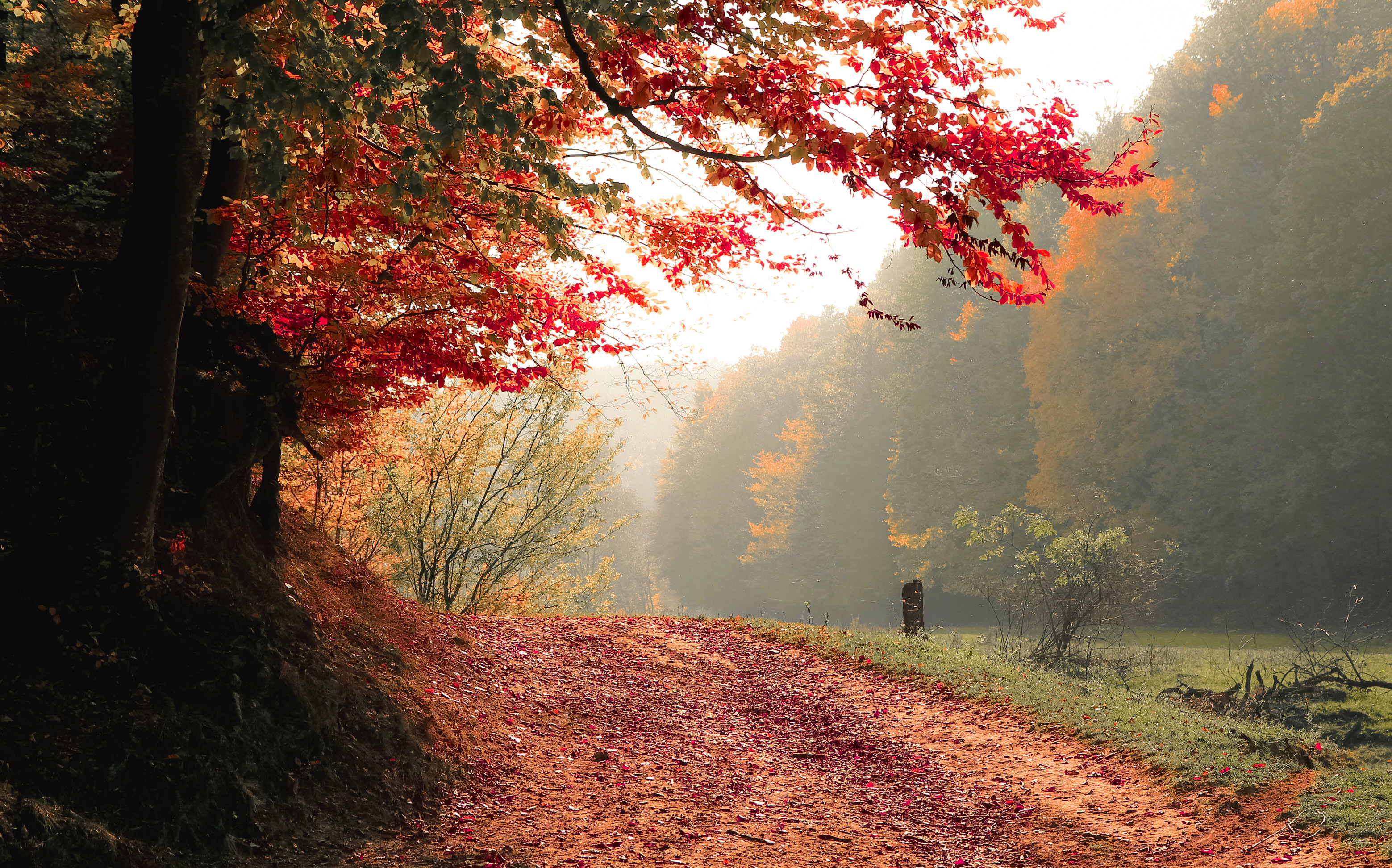 Autumn Tree Fall 4k Wallpaper HD Nature Image