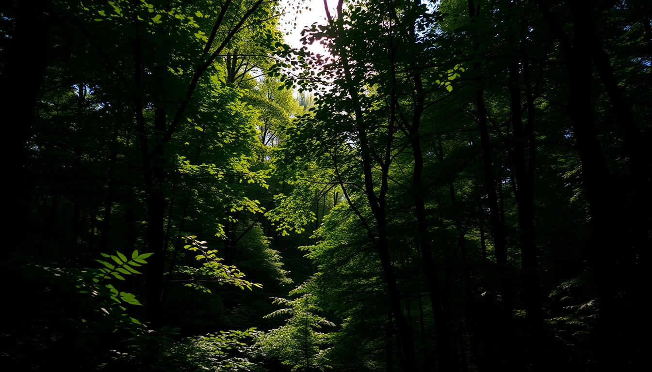 Best Dark Green Wallpaper