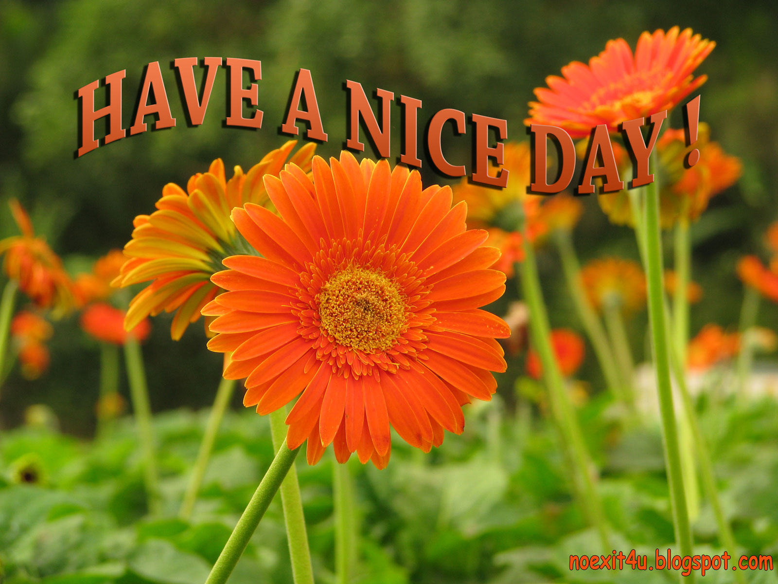 High Definition Have A Nice Day Wallpaper