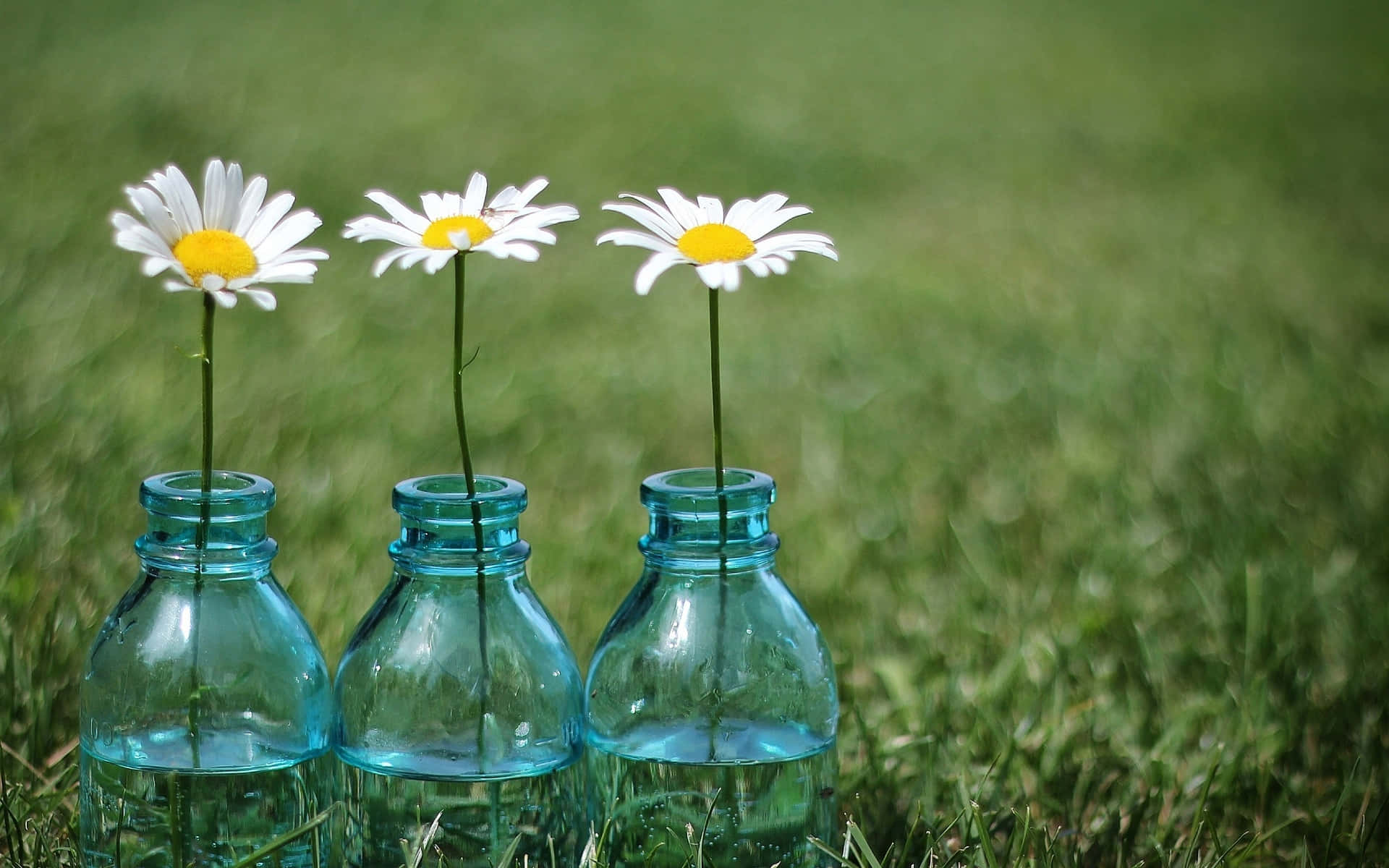 Daisy Aesthetic Computer Wallpaper