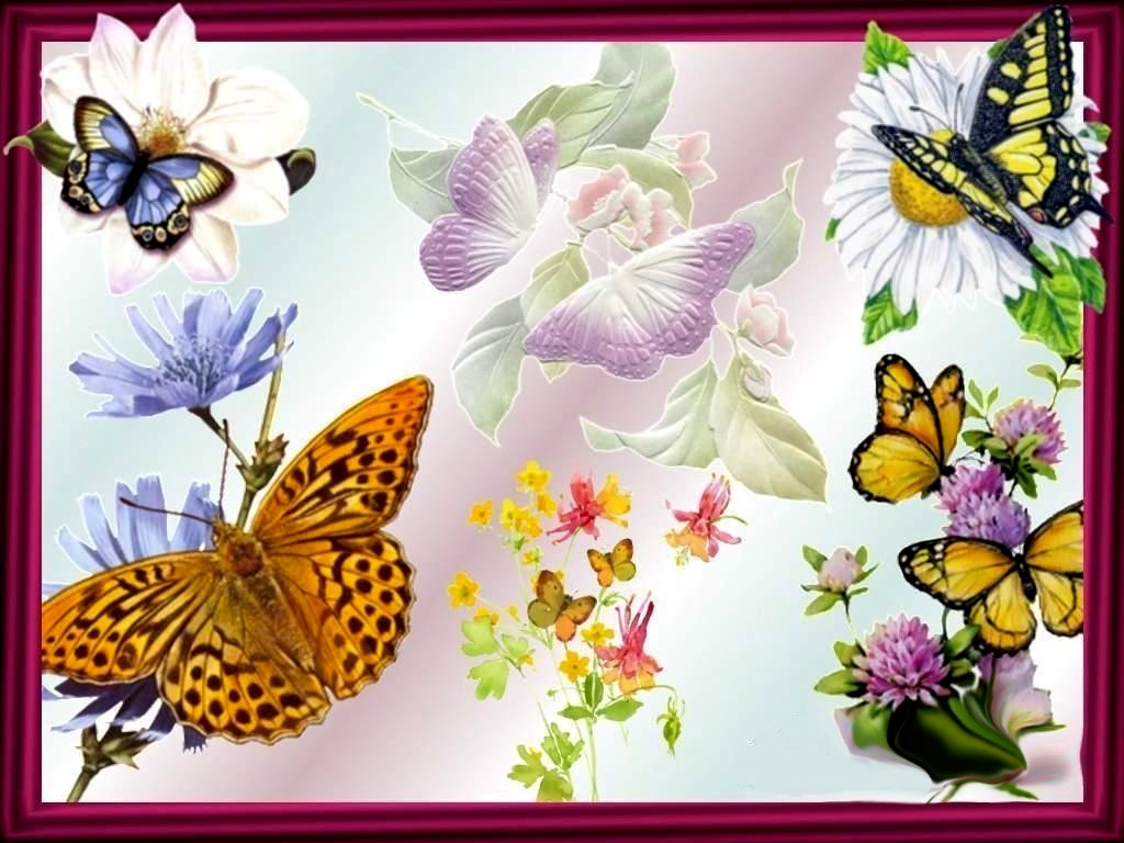 hd wallpapers best HD Butterflies And Flowers wallpapers 1024x768
