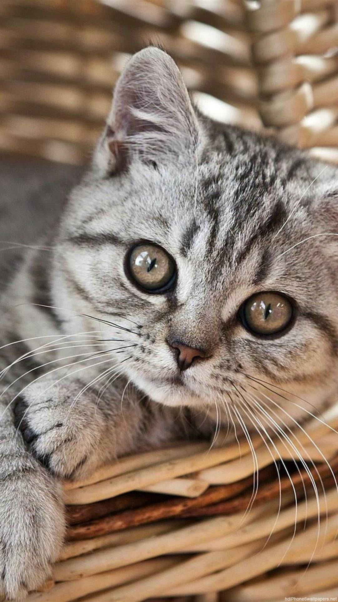 Cat iPhone Wallpaper