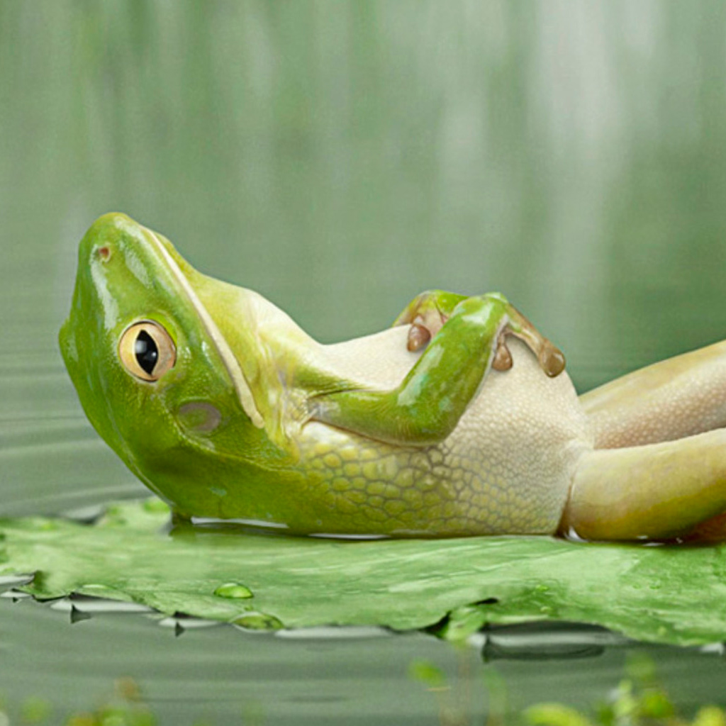 Frog Sunbathing iPad Wallpaper