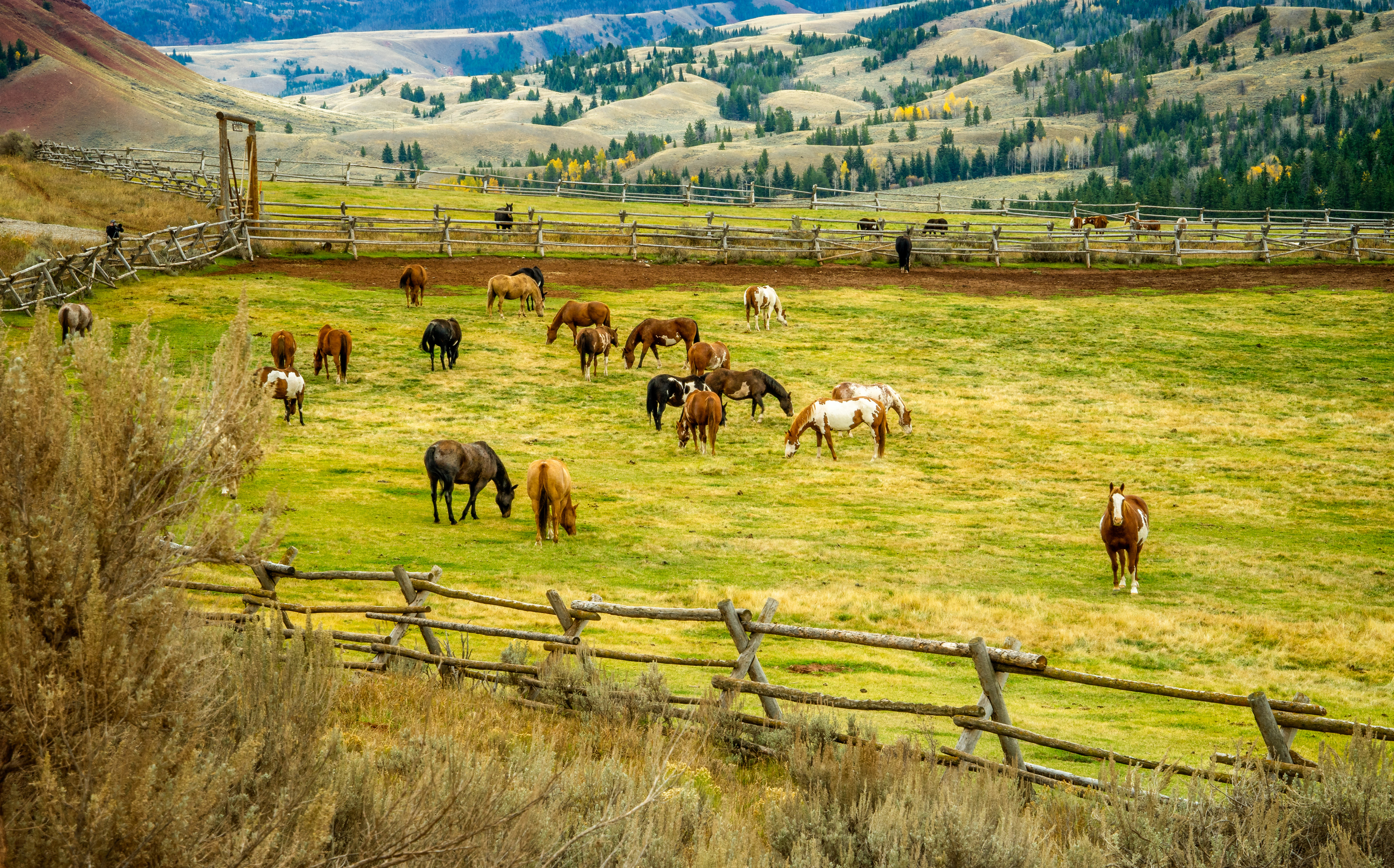 Wallpaper Horse Pen Enclosure Fence Meadow Animals