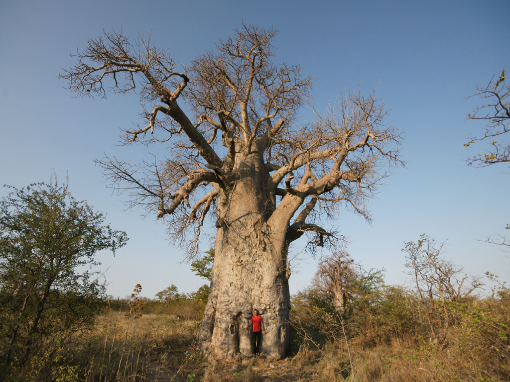 Trees Adansonia Other Mon Names Include Boab Boaboa Bottle Tree The