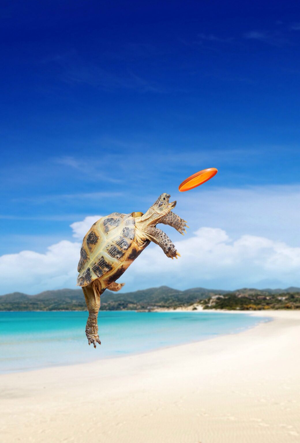 Turtle Catching A Frisbee On Beach Ios Wallpaper Accessories