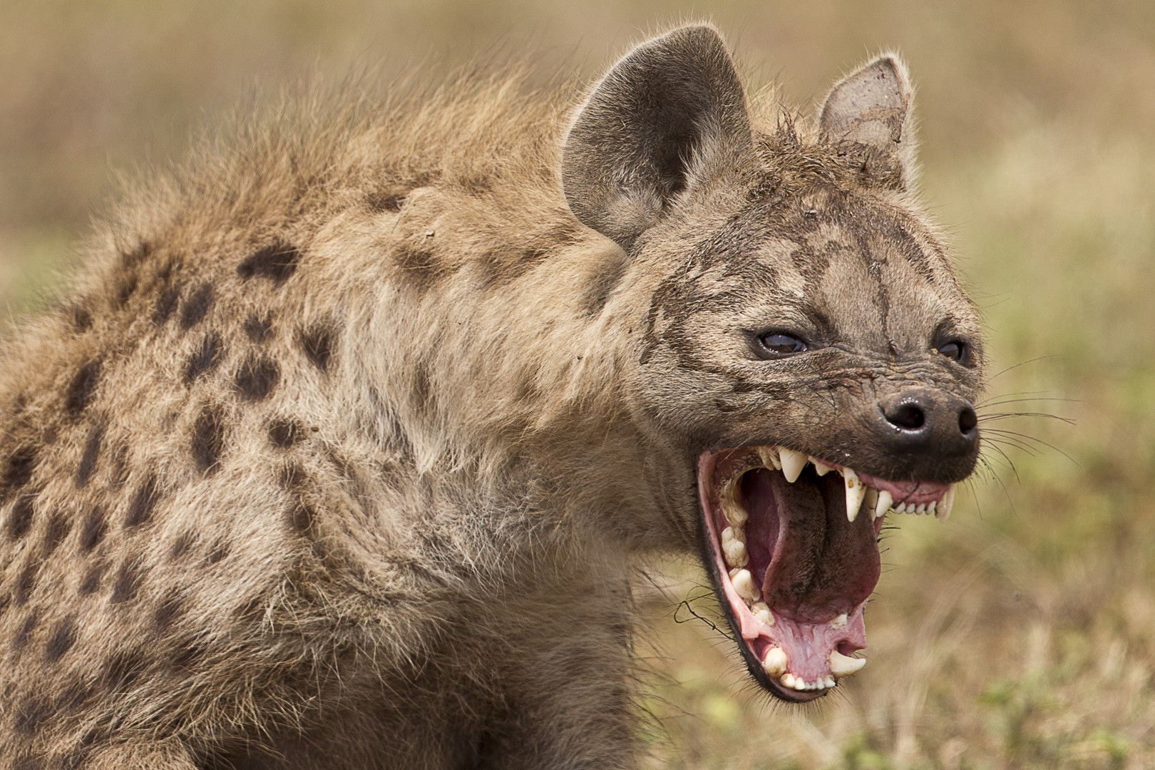 Hyena Wallpaper And Background Image