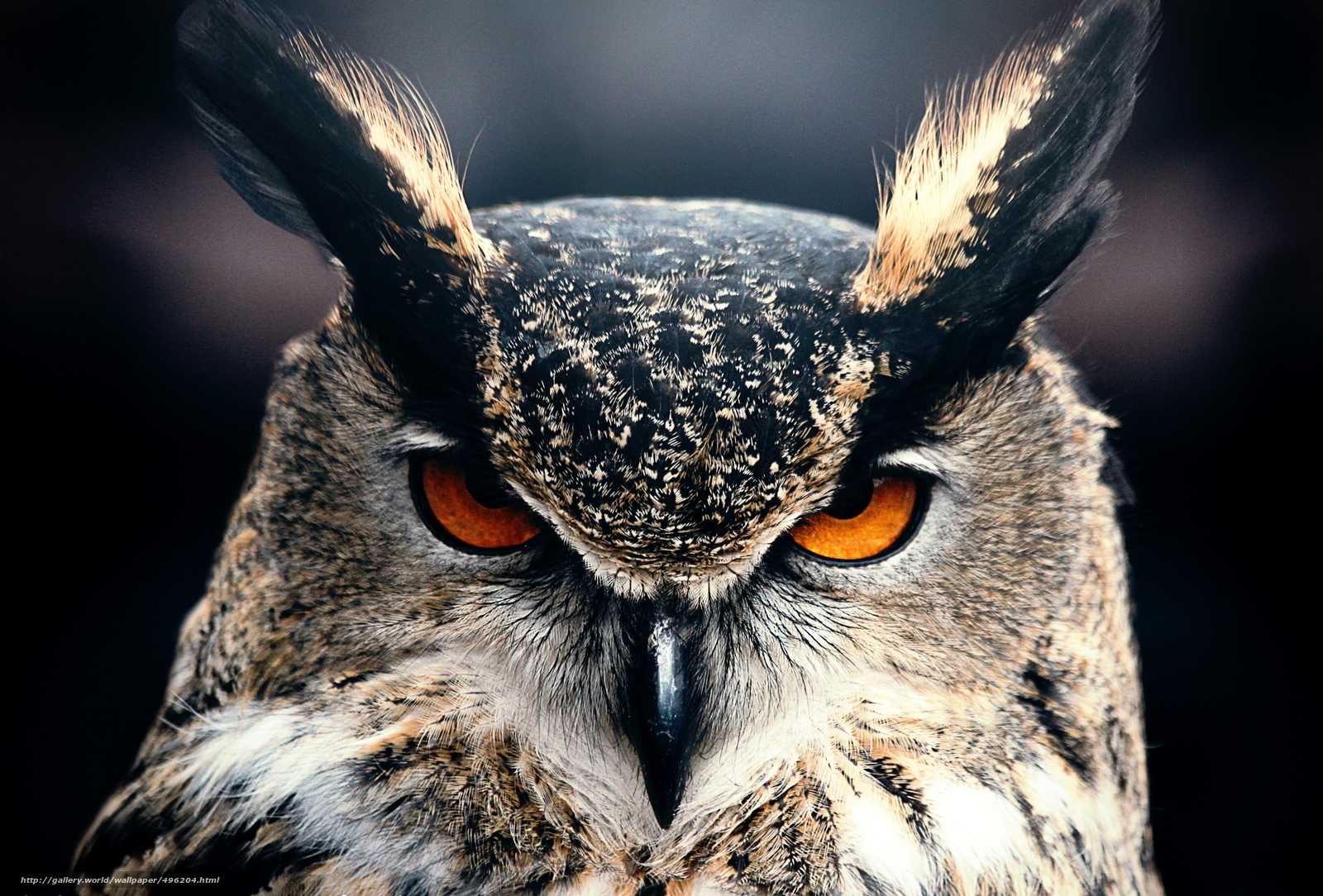 Wallpaper Owl Eyebrows Desktop In The