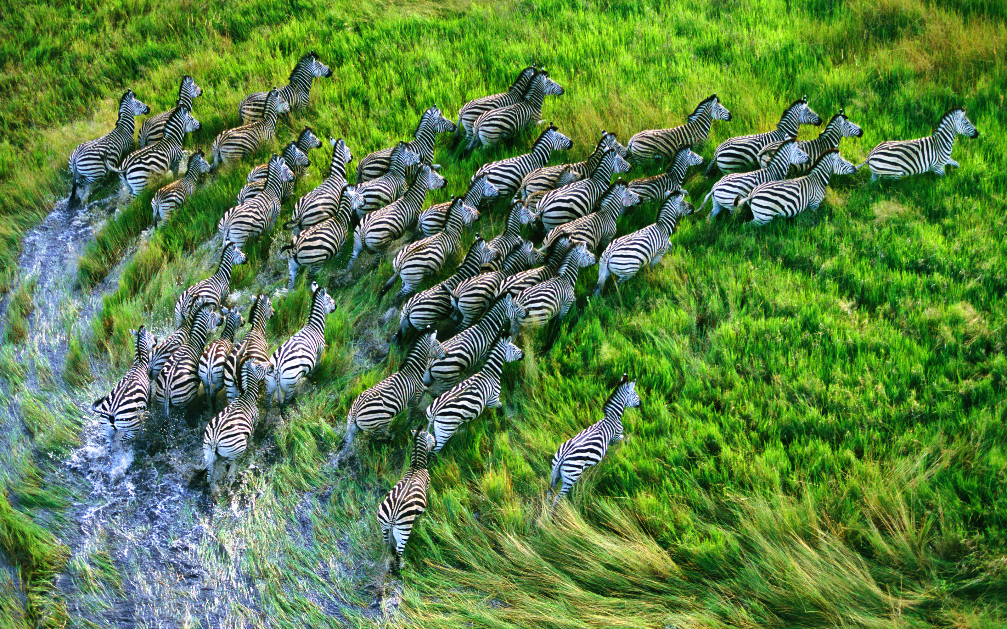 Beautiful Mac Os Hd Wallpaper And Macbook Pro Retina Display Zebra