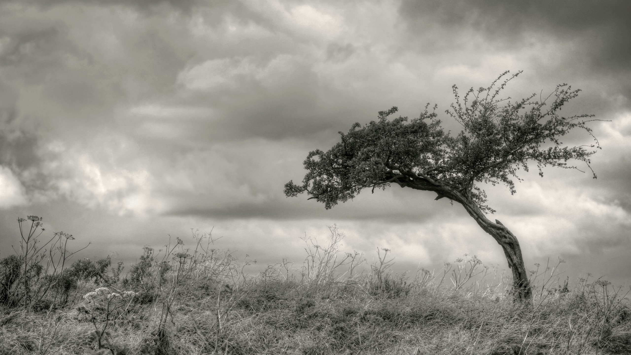Lone Tree Wallpaper Black And White Top HD Background