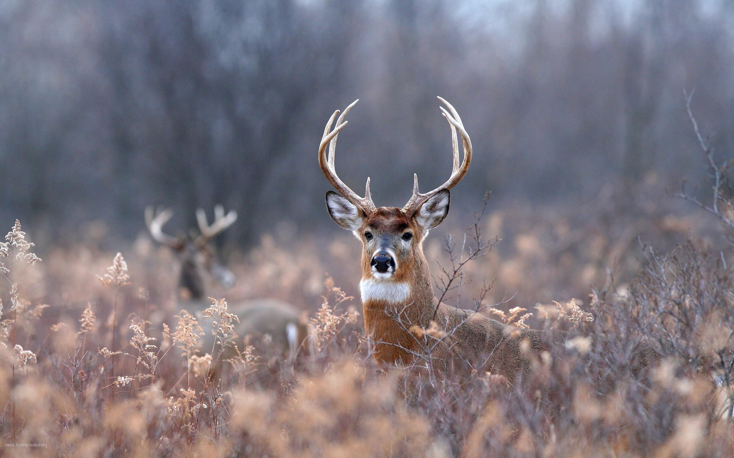 Deer Animals Field Forest Depth Of Wallpaper HD