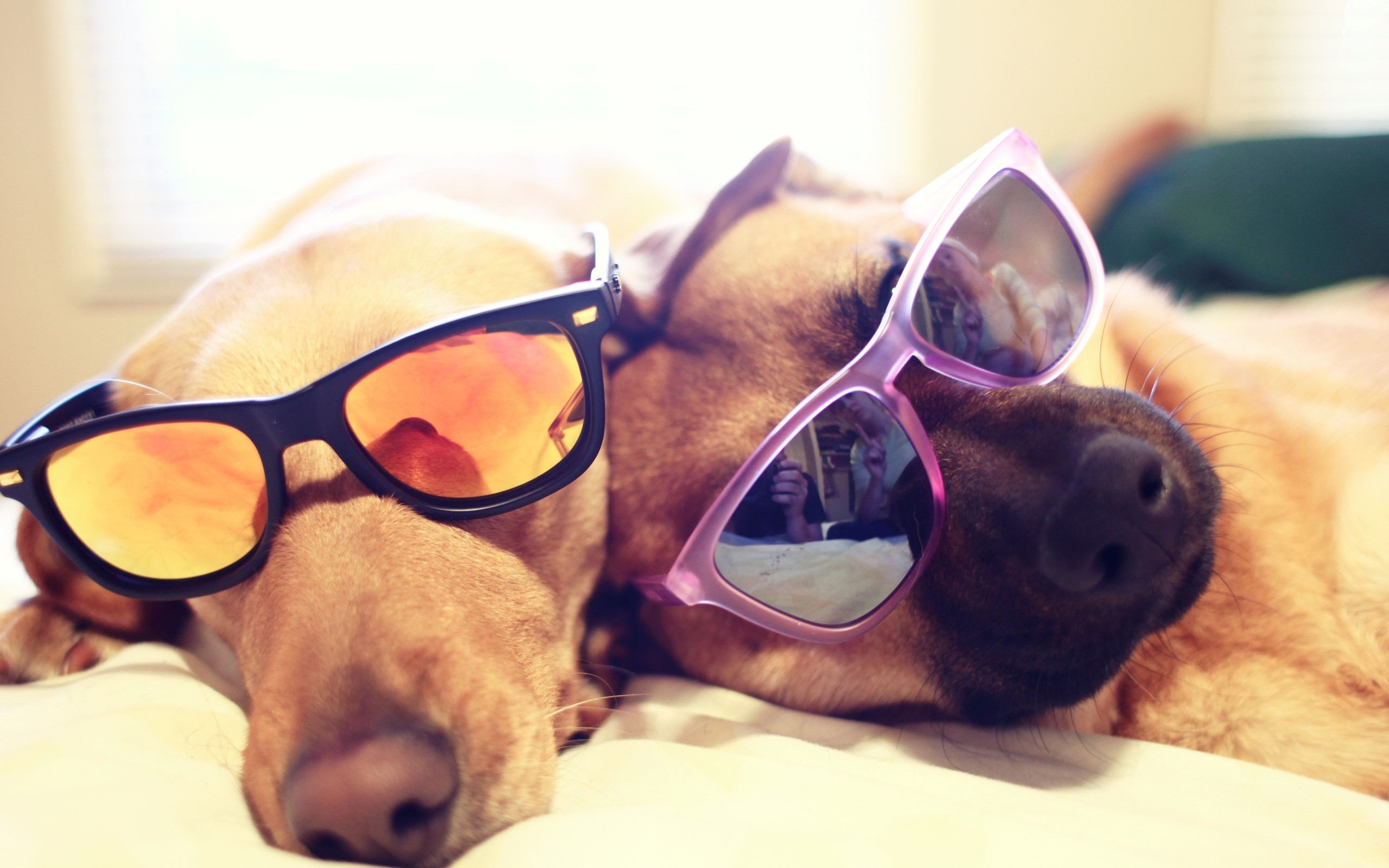 Animals Dogs Glasses Sunglasses Focus Depth Of Field Pets Wallpaper