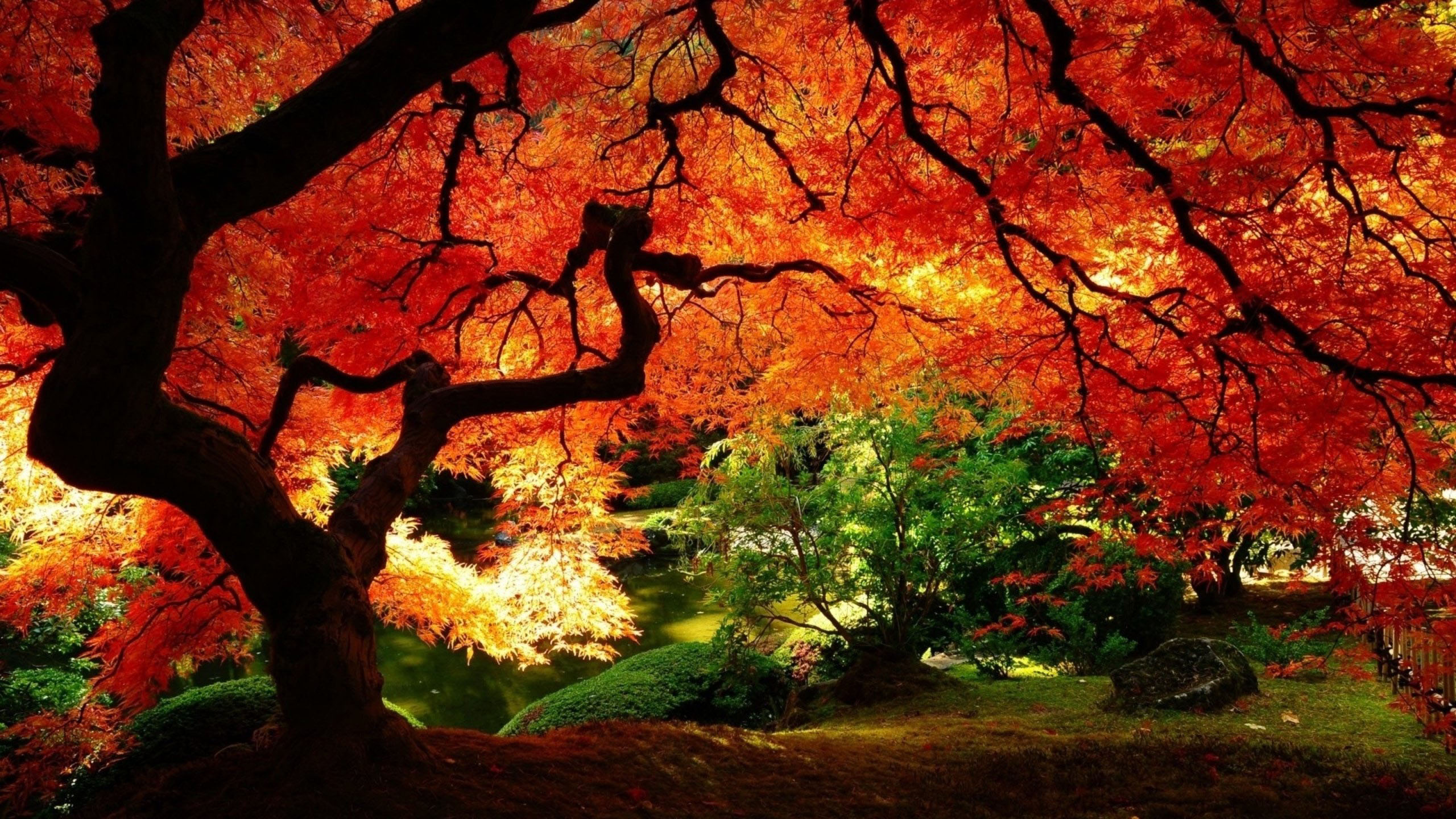 Fall Over Apple Wallpaper The Oldest Tree In Autumn Mac