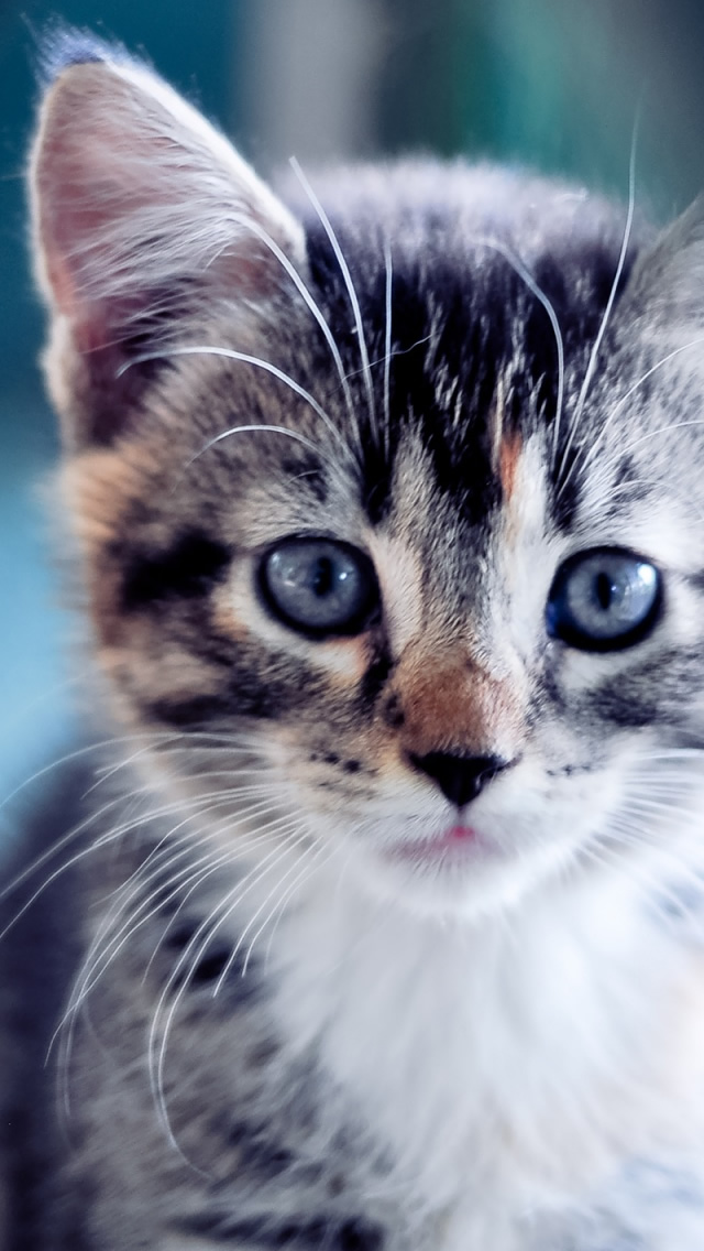 Best Cat iPhone HD Wallpaper