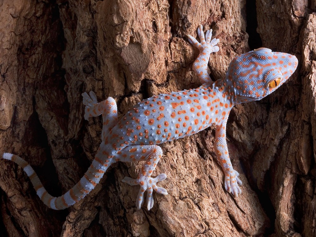 Baby Tokay Gecko Lizard Desktop HD Wallpaper
