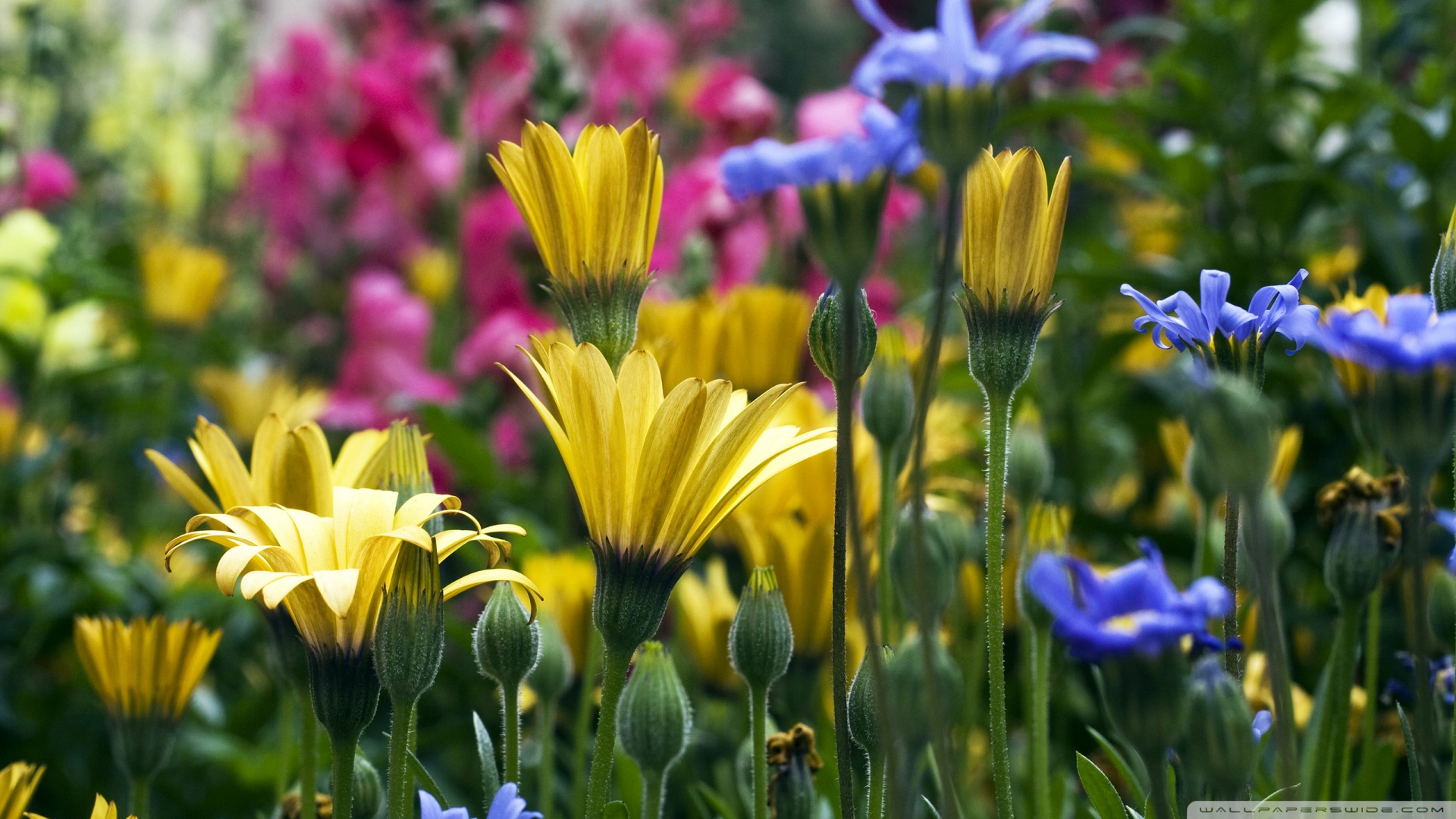 Another Spring HD Wallpaper Pack For You And Your Friends Desktop