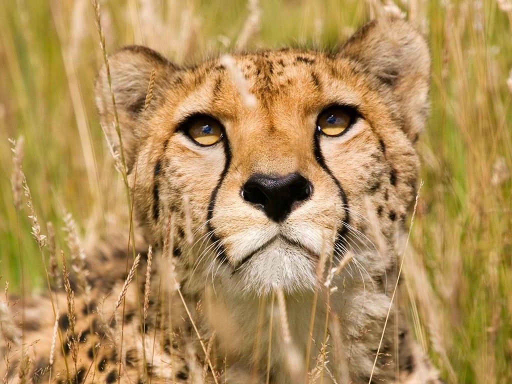 Awesome Image Of Cheetah